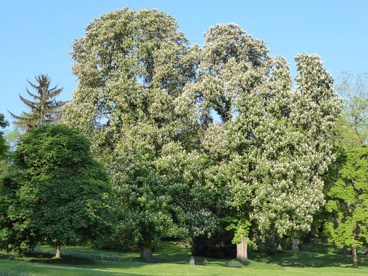 Stadtbäume im Stadtpark