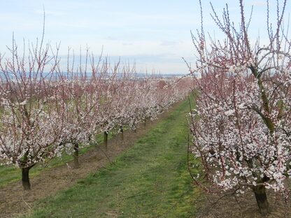 Blick auf Obstbäume bei Finthen