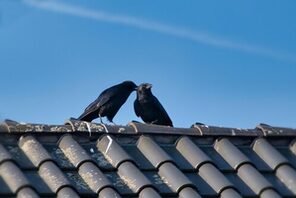 Zwei Rabenvögel auf einem Dach © Pixabay HelgaKa