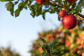 Apfelbaum © Adobe Stock Sappheiros