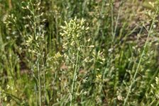 Bildergalerie Erhaltungsacker TH Bingen Kleinfrüchtiger Leindotter - Camelina microcarpa