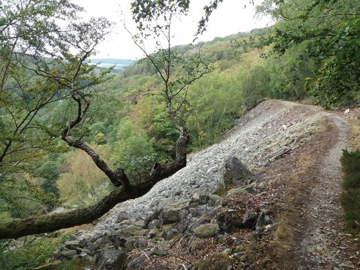 Im Urwald von morgen: Nationalpark Hunsrueck-Hochwald