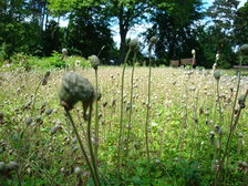 Bienenweide auf dem Waldfriedhof Mombach