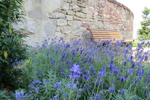 Lavendelpflanzen im Stephansgarten © Landeshauptstadt Mainz