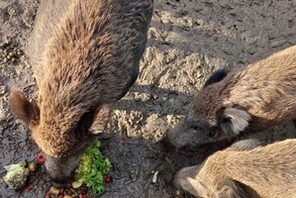 Wildschweine bei der Fütterung © Landeshauptstadt Mainz