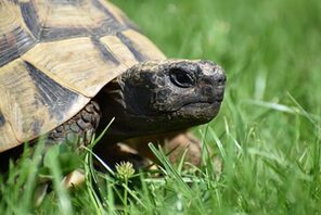 Griechische Landschildkröten © Pixabay Susanne Edele